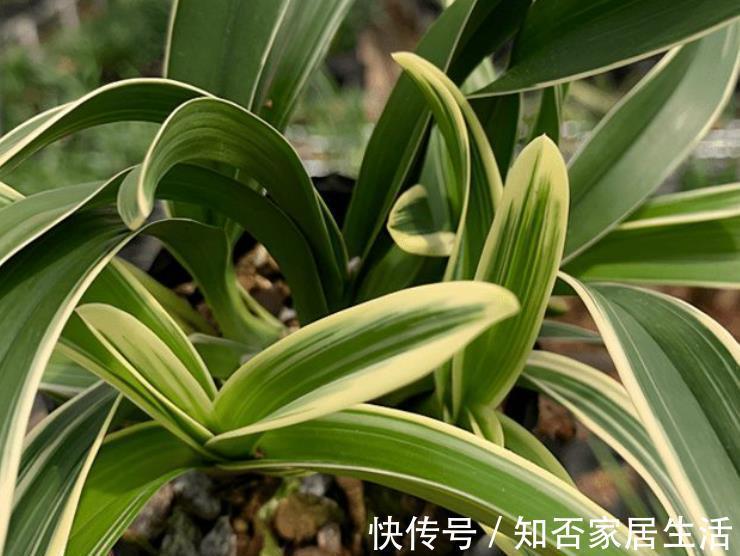 兰花|此花比绿萝好养，花叶俱美，清香宜人，值得拥有