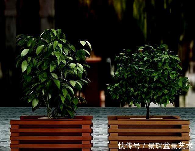 花盆原来也有这么讲究,别给你家树桩盆景选错了!