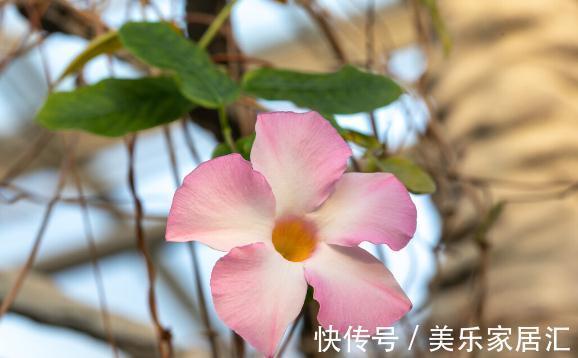 温度低，18种花要“干养”，浇水多很容易冻伤，难养活