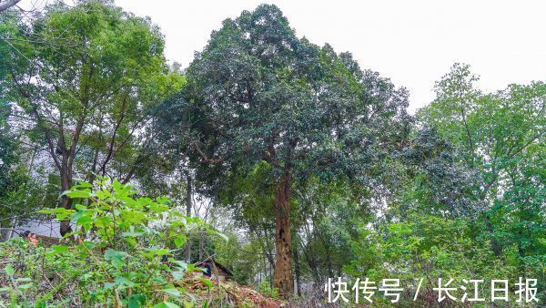 肖茗予|连续飘香300多年 武汉最老的桂花“爷爷”在这个宝藏村落