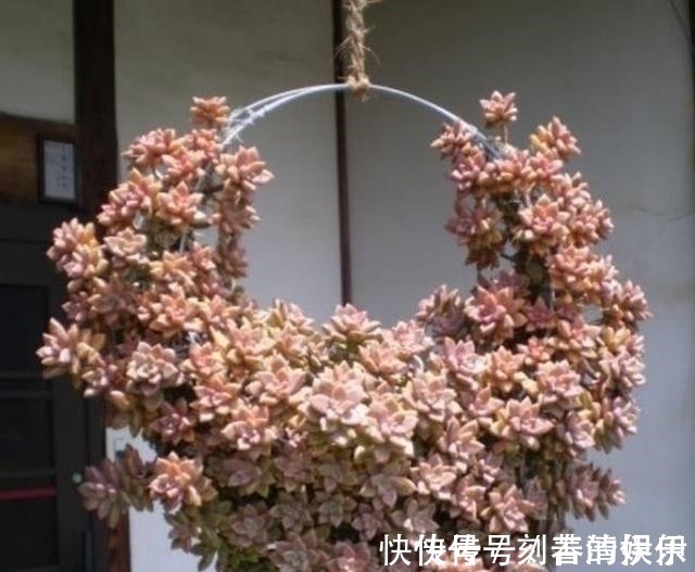 积水|王大妈把这3种多肉吊起来养,瞬间被圈粉,美炸了
