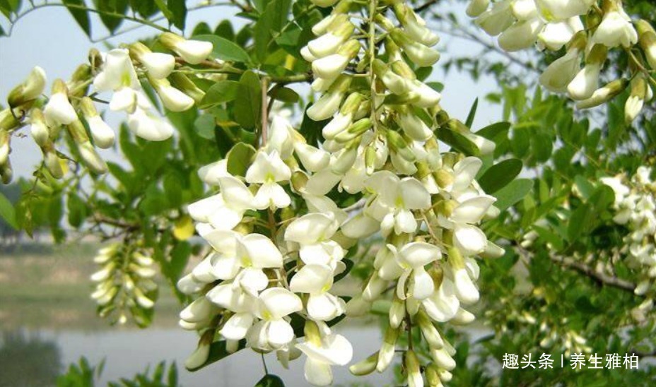 皮肤状态|女性不愿肚子鼓鼓，常吃4种食物，排除身体垃圾毒素，皮肤状态好