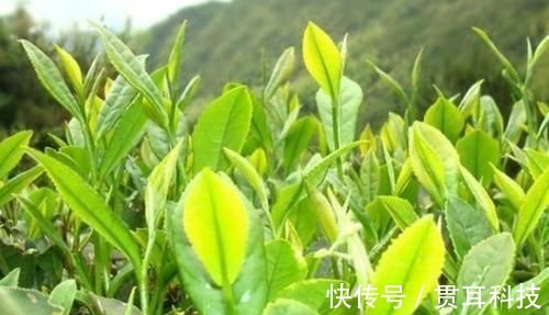 养生|野菜中的养生之王，大城市花高价钱也难买，乡下却随处可见！