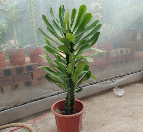 客厅|客厅盆栽选什么植物?不如栽种2款花,长得丑、易爆盆