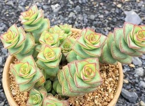 养多肉植物钱串景天,注重4个地方,叶肥芽多,轻松爆盆!