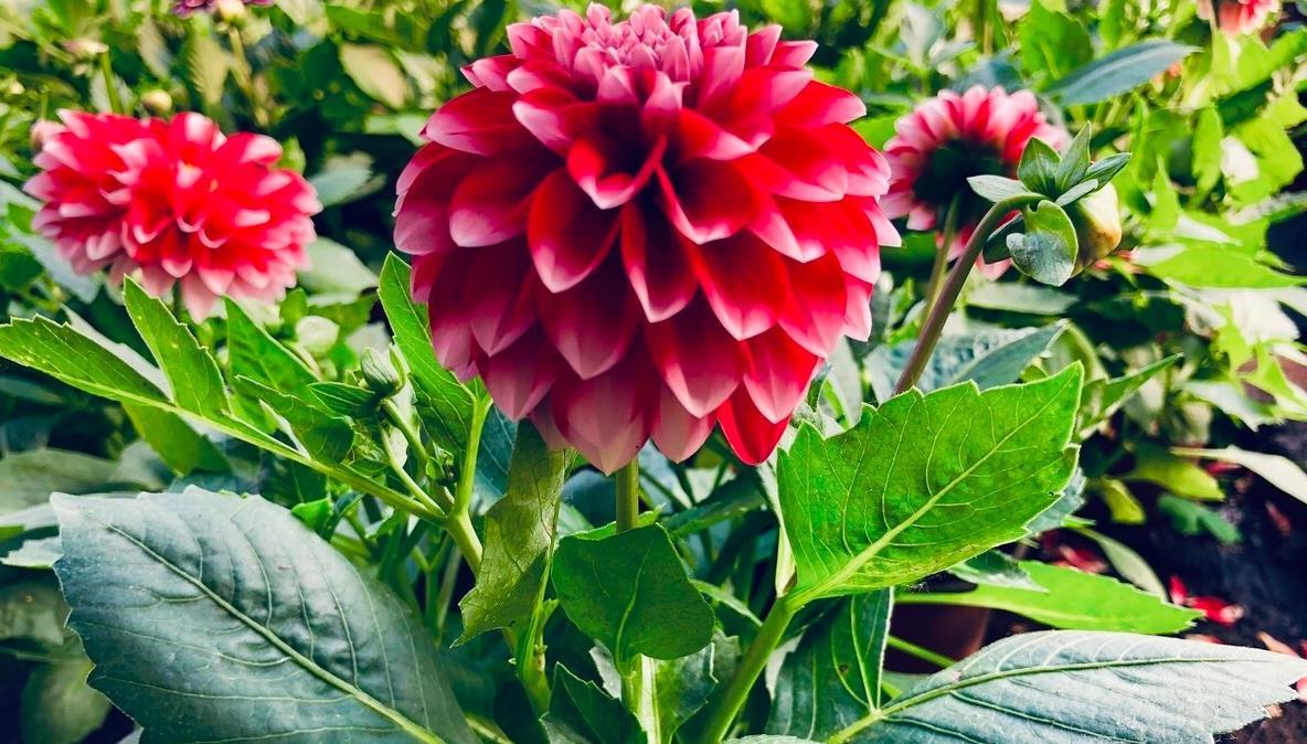 建议大家：逛花市碰到5种花，别犹豫，虽然便宜但巨好养