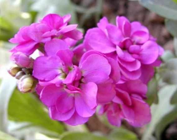 几种漂亮花,花朵多又艳,开花美长势旺,内敛美