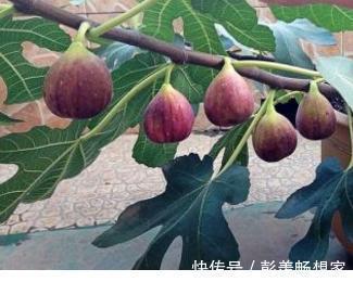 养花不是新鲜事,现在种棵“无花果”,满满当当全是果!
