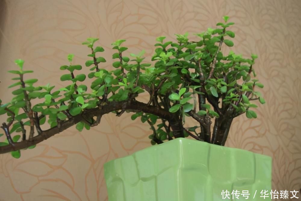 金枝玉叶总是养不活，那是你方法不对，这6种方法一定要学会