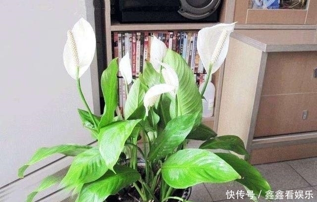 夏至过后,3种花就怕“晒太阳”,一晒就黄叶,特别“难度夏”