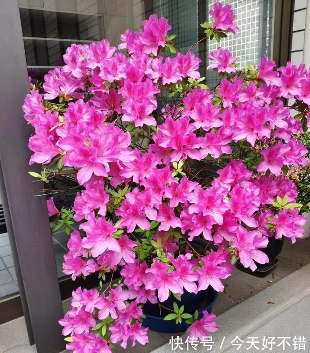 叶片|10种花,空气再干也别“喷水”,容易黄叶“掉花苞”