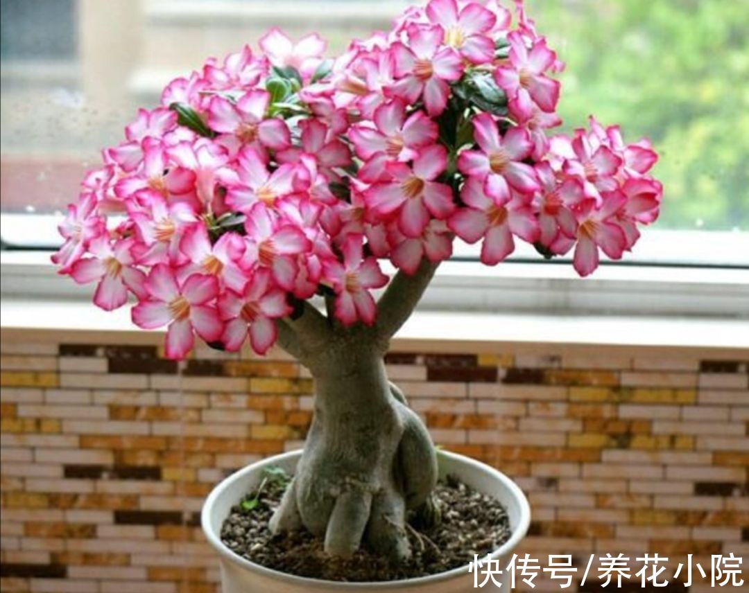 沙漠玫瑰|3种花，耐干旱又好养，一年开花好多次