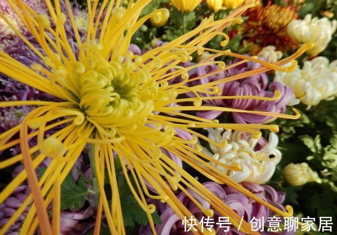 桂花|6种“黄金花”，秋天最好养，客厅摆一排，财气满满花爆棚