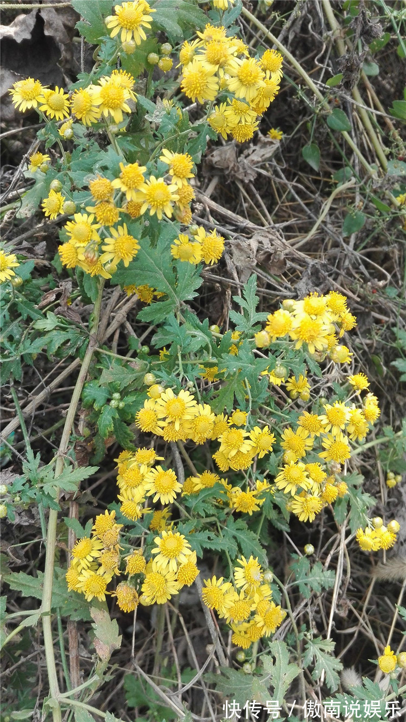 心脑血管|在路边看到这种花,一定要弄回去,不止自己可以吃,还可以卖钱!