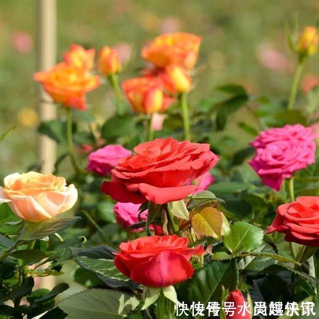 养护|“月季”不难养，记住2个养护“小要点”，盆盆都能开满枝！
