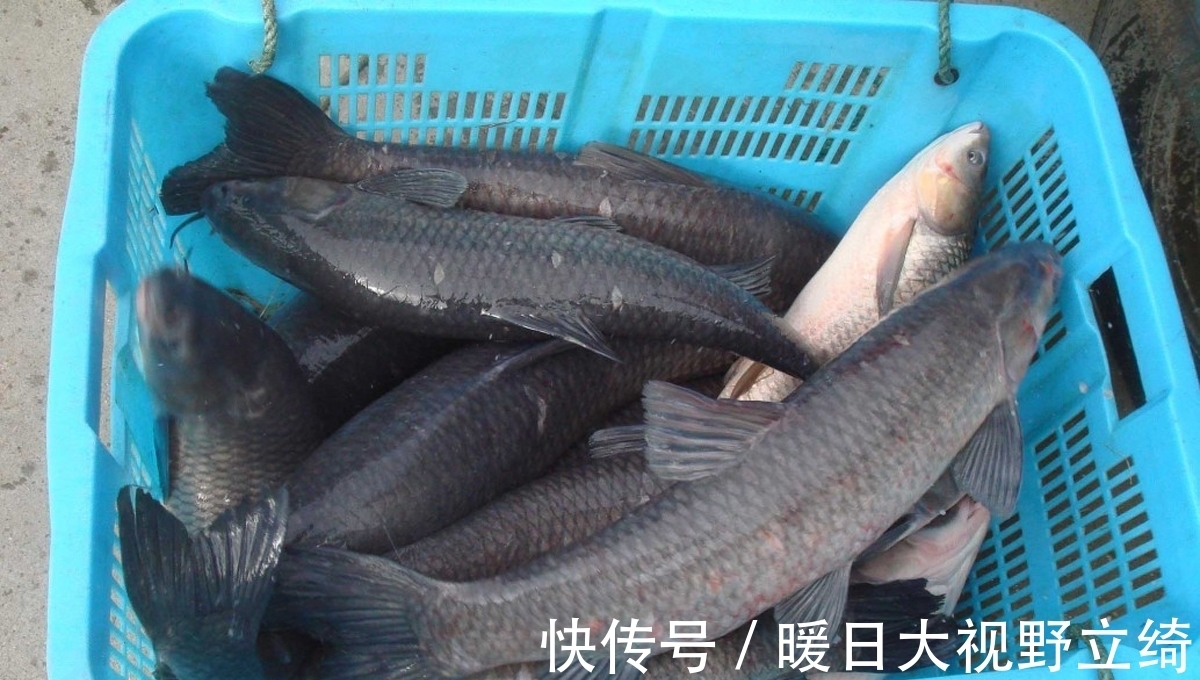 黑坑|夏天时,青鱼喜欢吃那种食物?青鱼喜欢哪种气味?夏天钓青鱼技巧