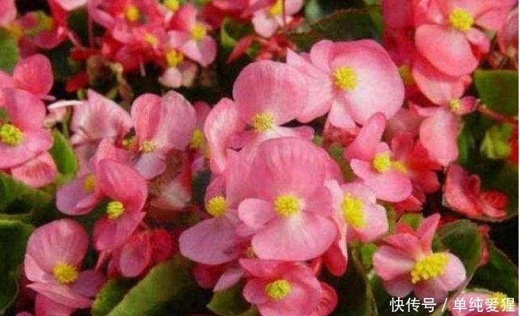 此花超漂亮,沾土就活,开花又大又艳,养庭院,十里飘香