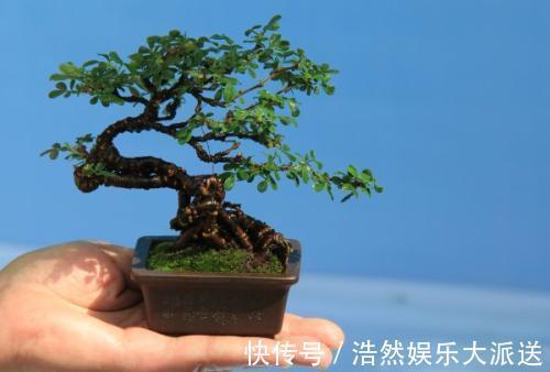 大型盆景不喜欢那就自制微型盆景,放在手上把玩,真好看!