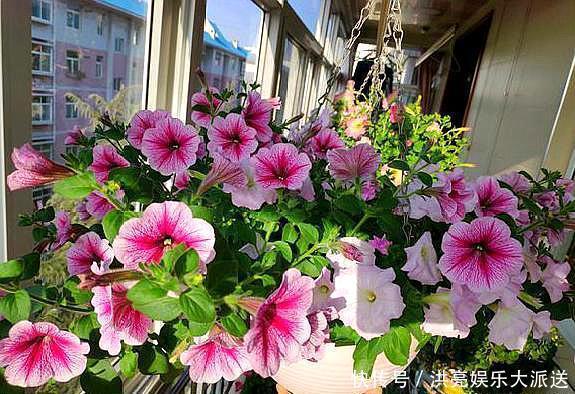 花盆|养花盆土生“白毛”，不要急！只需“必备”几点，白毛自然消失