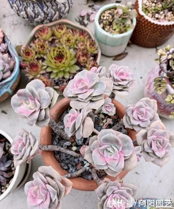 养多肉的4大“误区”,开春养多肉,最好不浇水,干土不烂根