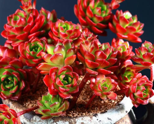 多肉蒂亚怎么叶插教你3个小步骤，叶插的蒂亚生根快长势旺盛