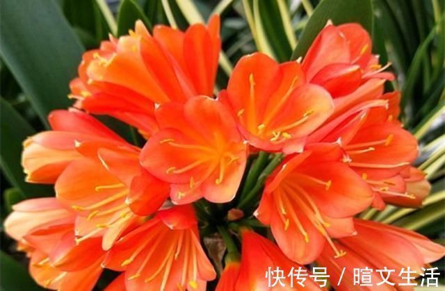 生活中给君子兰吃上“3种”东西,长得根旺叶绿,年年都开花