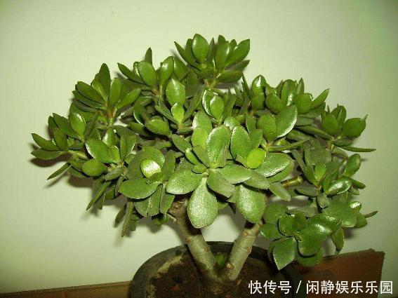 养这5样植物，将修剪做到位，才能年年抽枝发芽、长爆盆！