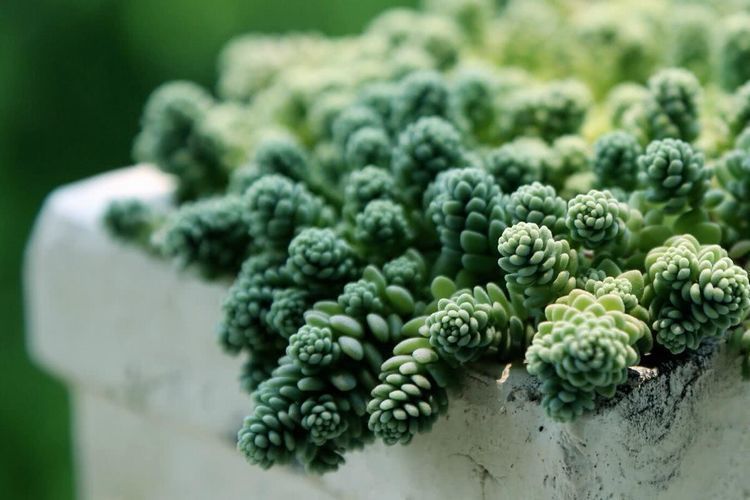 此几种多肉绿植不但美观还容易养,受到很多人的喜爱,你也喜欢吧