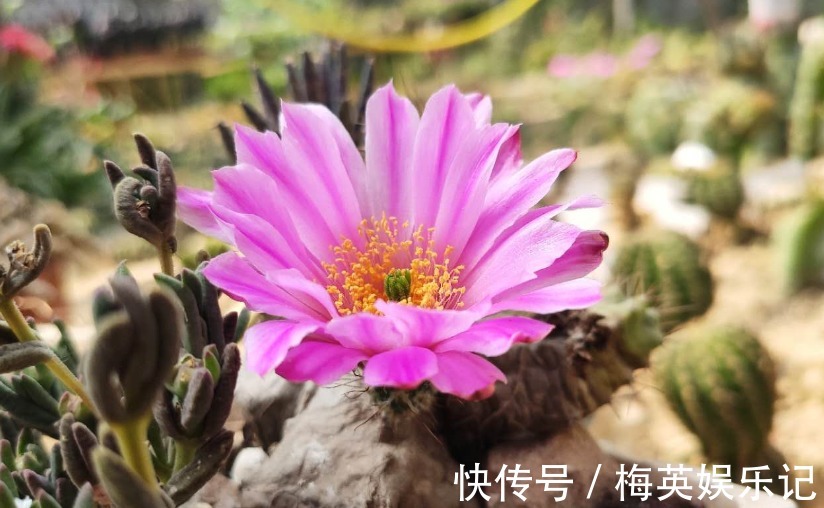 仙人球夏季为什么不开花?看看3点,彻底做对了,才能开花不停