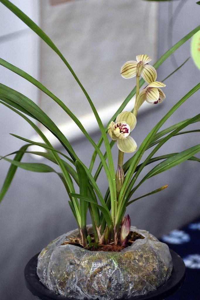 母株|分株繁殖是什么？这几种花卉适合分株繁殖，好生根开花多