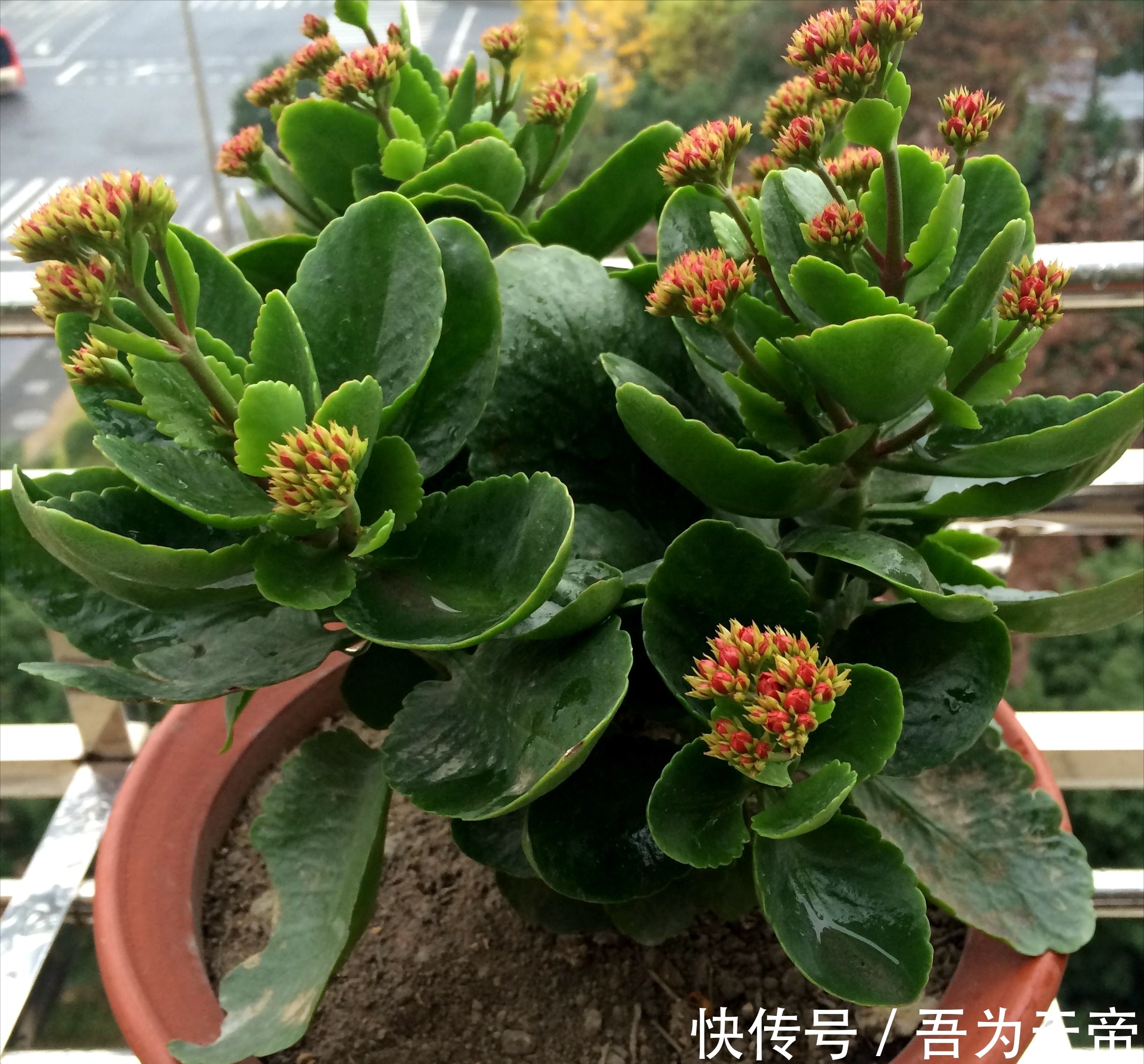 花盆|长寿花有“4喜3怕”,避开小坑,快速开花一大片,太省心了