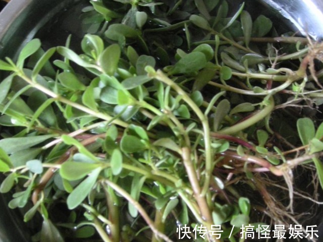 蔬菜|孕妈在怀孕期间，这4种“蔬菜”尽量少吃，不然或会影响胎儿发育