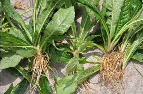 虎尾草|农村3种不起眼的野草,专治脚气、香港脚,不花一毛钱就能治好