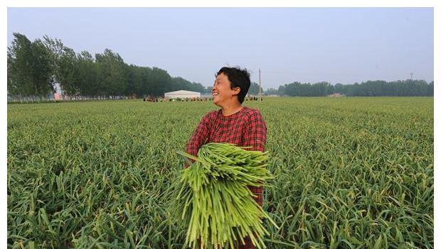 下饭|蒜薹不要再炒肉吃了,这样吃下饭还爽口,保你多吃两碗米饭!