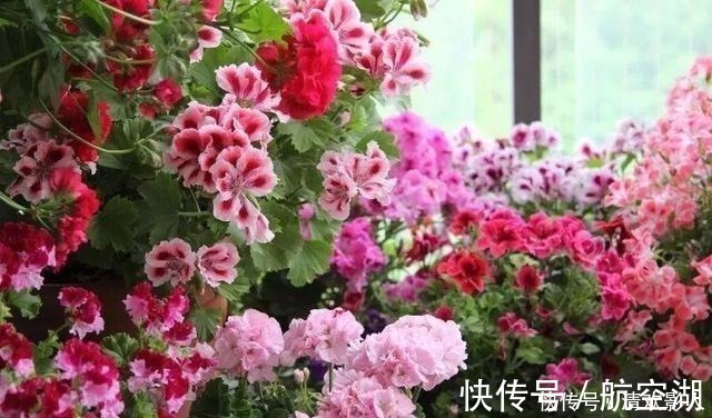 造园|7㎡迷你“阳台造园”小阳台这样布置,也能美成的花园!