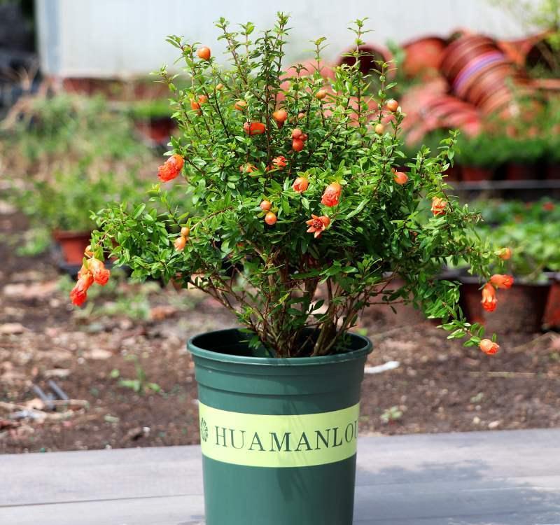 17大吉祥花，客厅有空间一定要养上一盆，好看又好养，养人又旺家