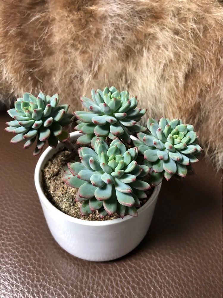 陪伴过我的都是心头肉！多肉陪我一路向前！