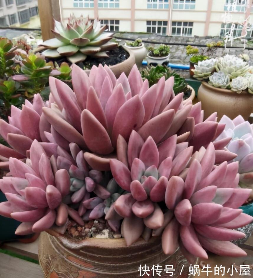 盘点9款上色快的多肉,皮实好养颜值高,适合新手和懒人