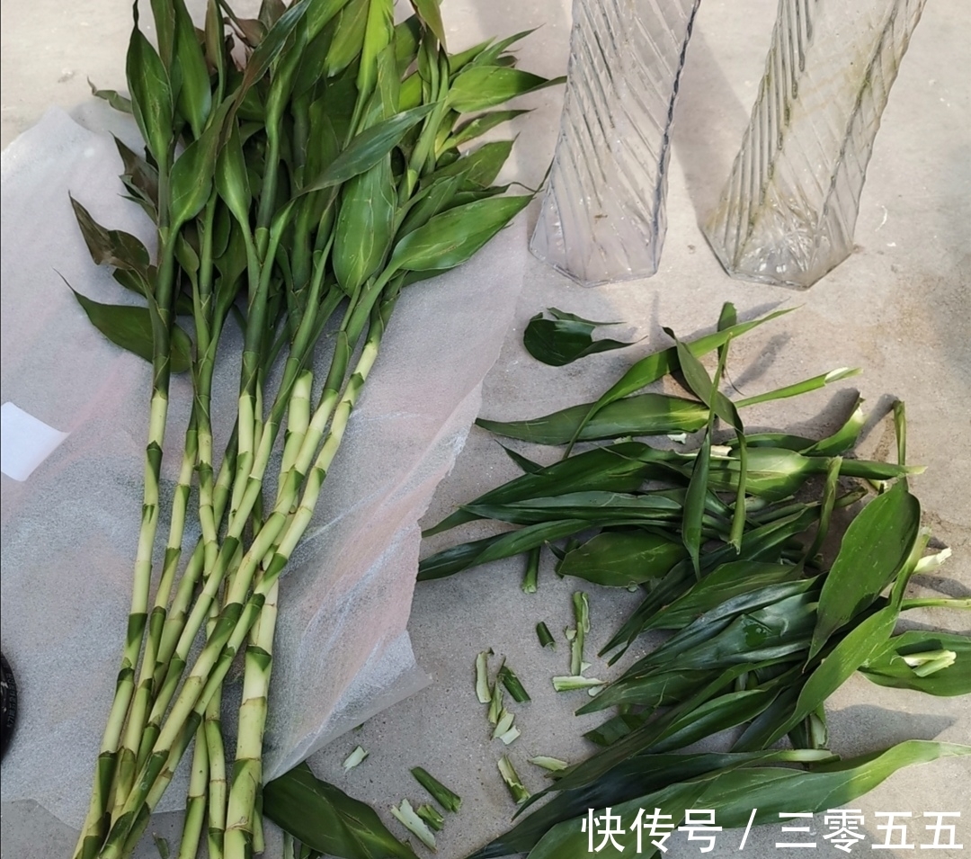 富贵竹叶子发黄，不要扔掉，简单处理后，还能再次长得繁茂