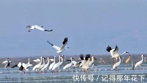 九江市|为什么中国第一大淡水湖是鄱阳湖？兴凯湖为什么没有排名