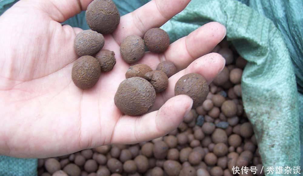 枝条|养茉莉花,盆里放几粒“小东西”,花儿怒放、芳香,一年开花不断