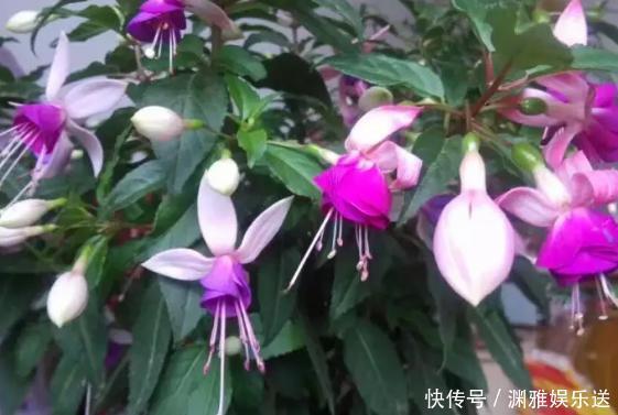 想贪便宜又想养花,冬天就买这3样盆栽,来年开春嗖嗖开花