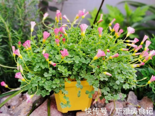 种花|9种花，天热会“假死”，千万别丢了，秋天就苏醒