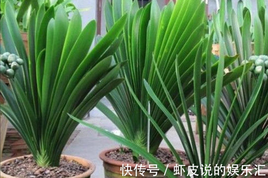 植物|7种“懒人花”,漂亮又好养,客厅养一盆,大气吉祥,养人又旺家