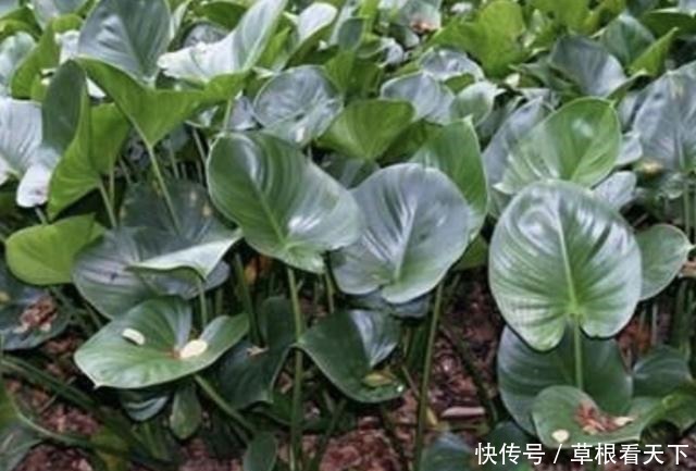 叶片|在路旁,有1种“千年健”叶片大,比车前草奇特,更是珍贵、值钱