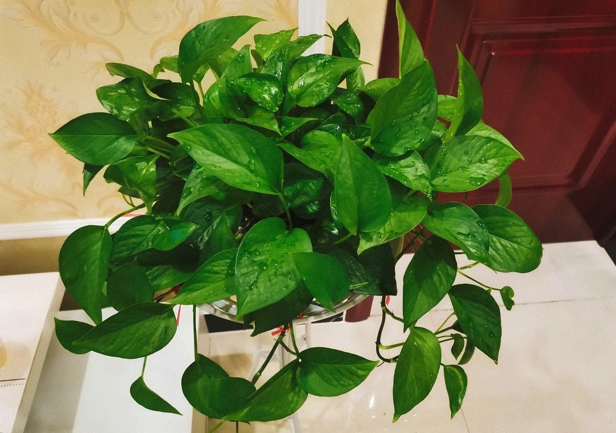 鸭脚木|这22款植物室内养护不但净化空气还吸甲醛,花友纷纷收藏