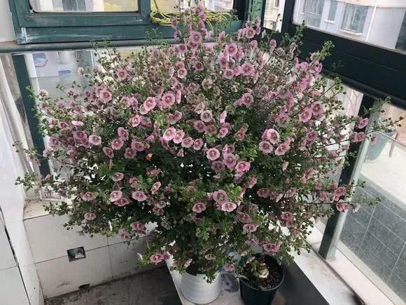 日照|“识货人”都养4种花,打理简单,花期长,开花超漂亮