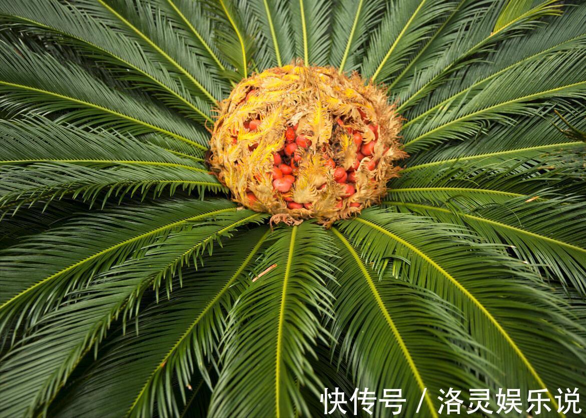 3种霸气“吸毒”花,“镇宅旺财”,但是有毒,养花要知道