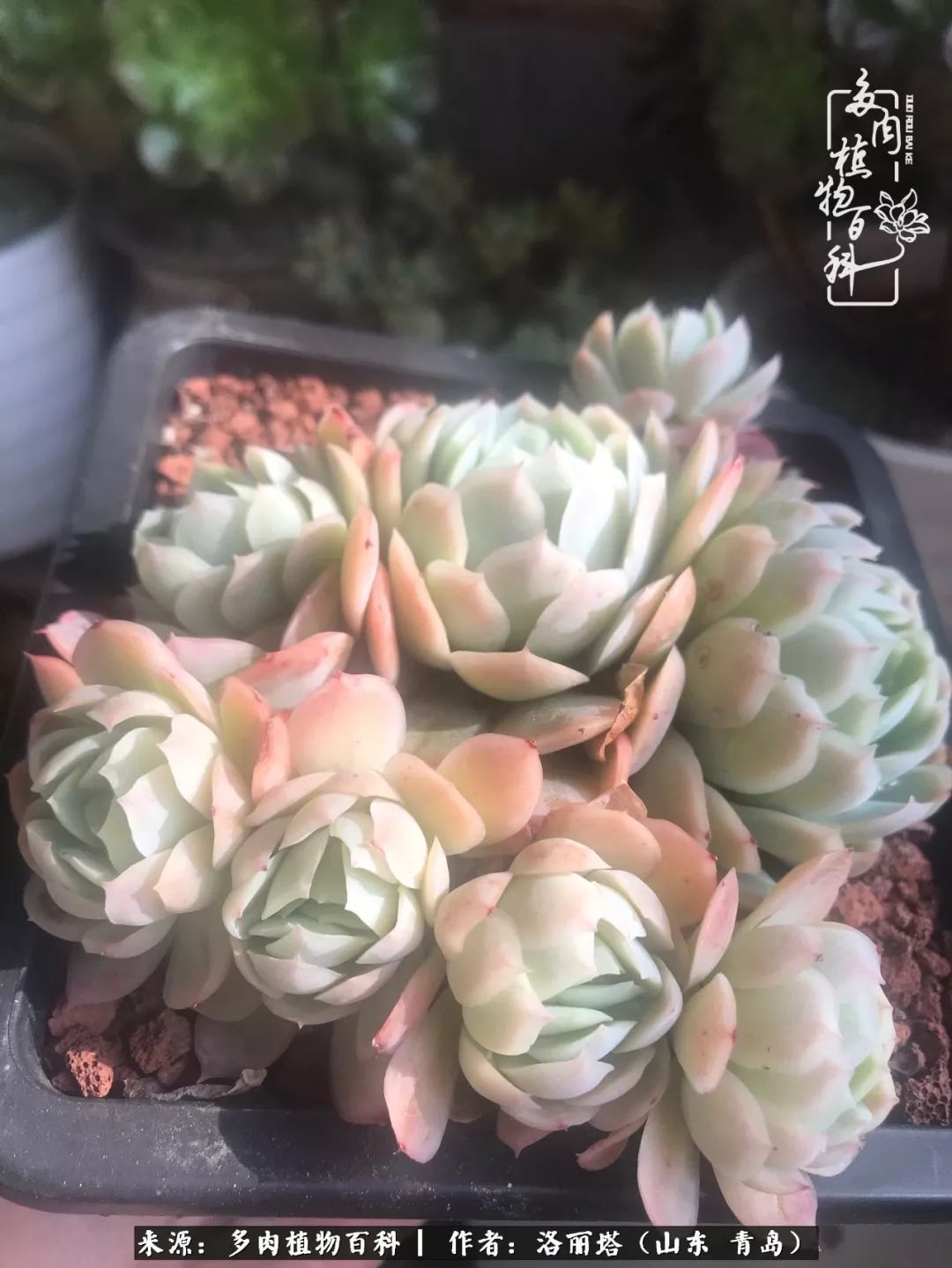 我和我的“多肉恋人”，怎么样有没有惊艳到你！