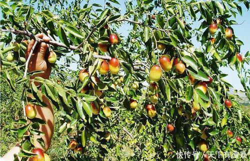 院子|家里有个小院子,别光养月季,种上3棵树,开花结果寓意好